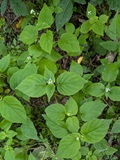 Pacific Enchanter's Nightshade (Circaea pacifica)